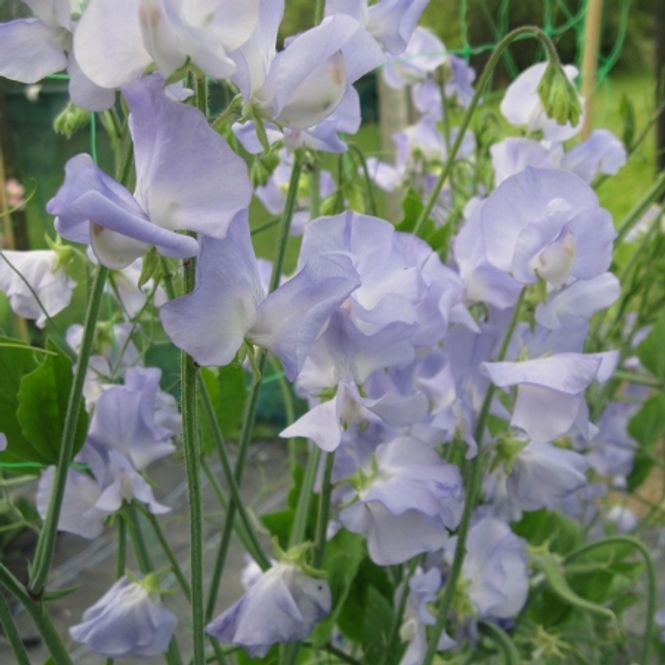 Hovedbilde Blomsterert 'Alison Louise' - Lathyrus odoratus 
