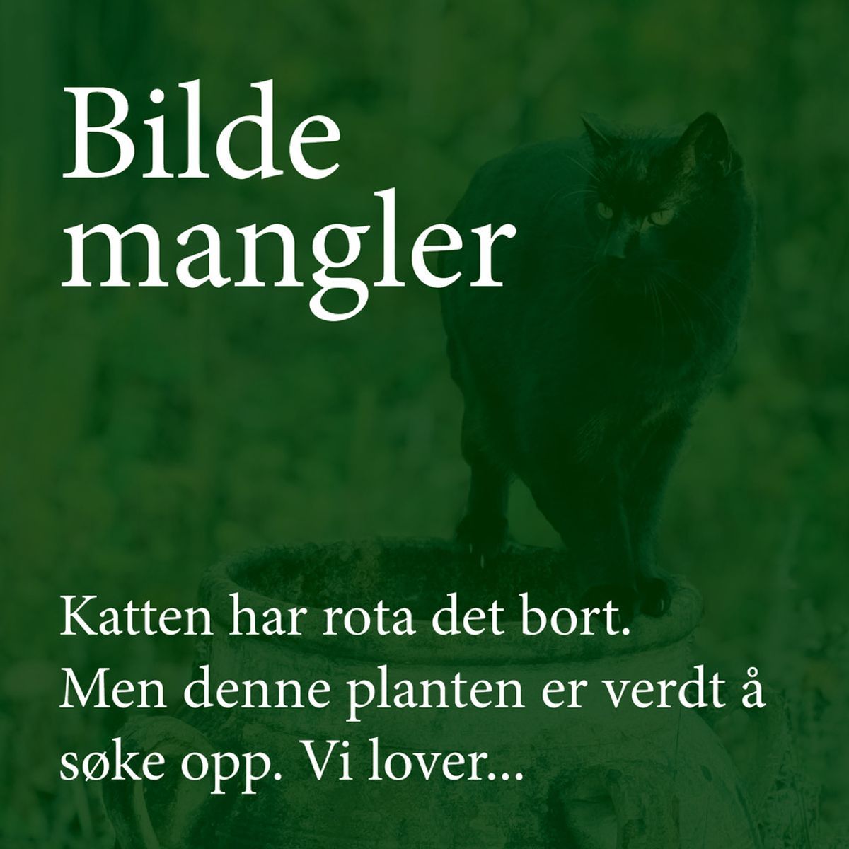 Hareøre - Bupleurum rotundifolium