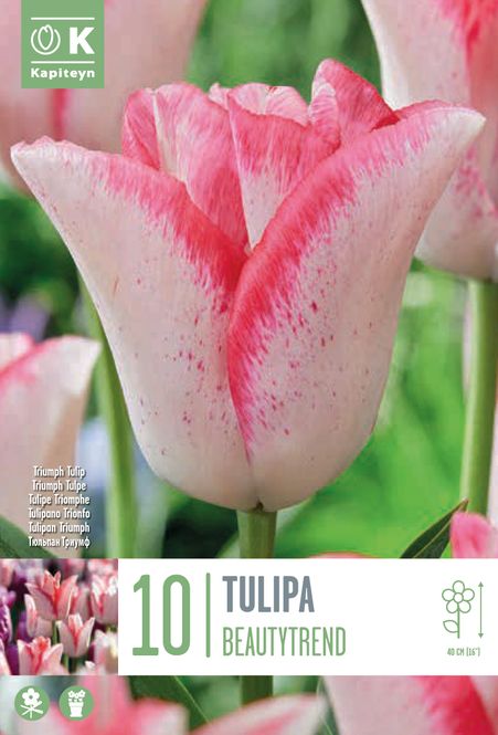 Hovedbilde Tulipan 'Beautytrend' ®, Triumphtulipan - 10 stk