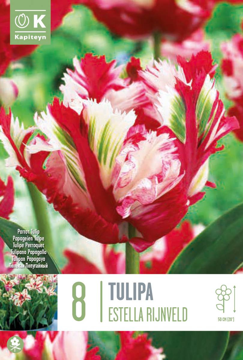 Tulipan 'Estella Rijnveld’, papegøyeblomstrende - 8 stk