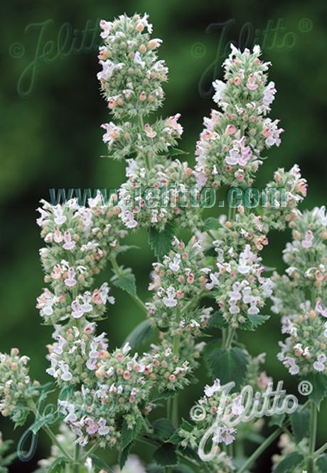Hovedbilde Sitronkattemynte - Nepeta cataria ssp. citriodora