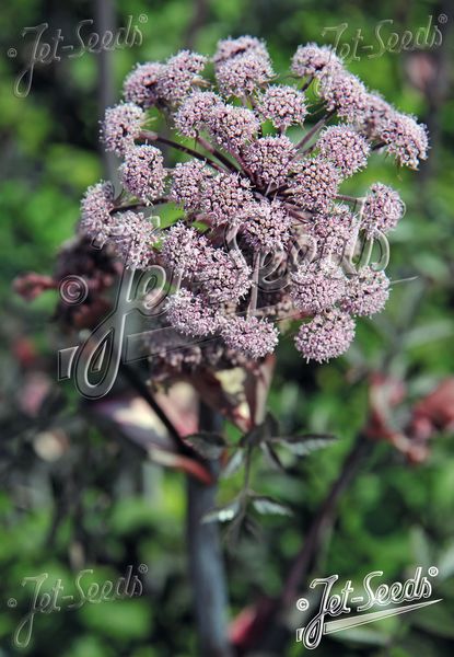 Hovedbilde Sløke 'Ebony' - Angelica sylvestris 