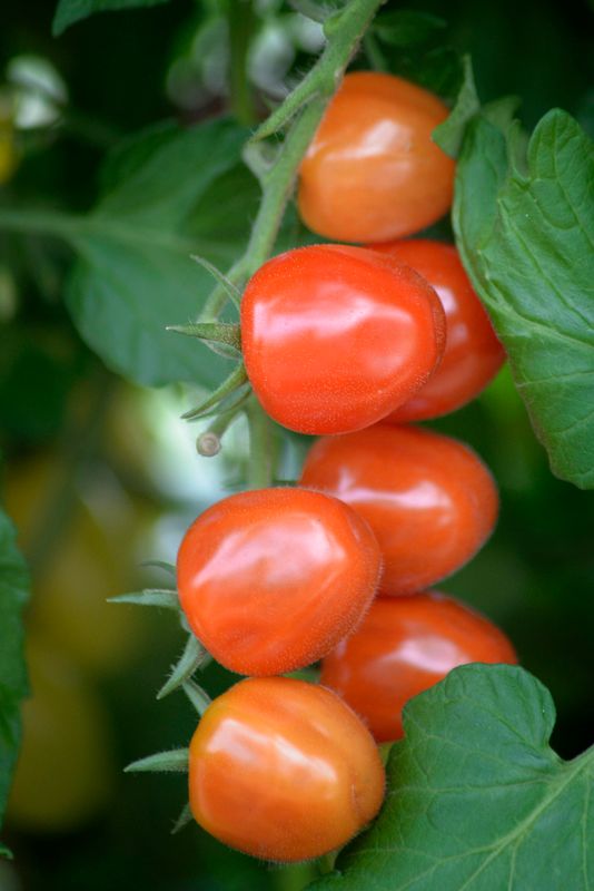 Drivhustomat 'Krebs Strawberry Fields' F1 - Lycopersicon
