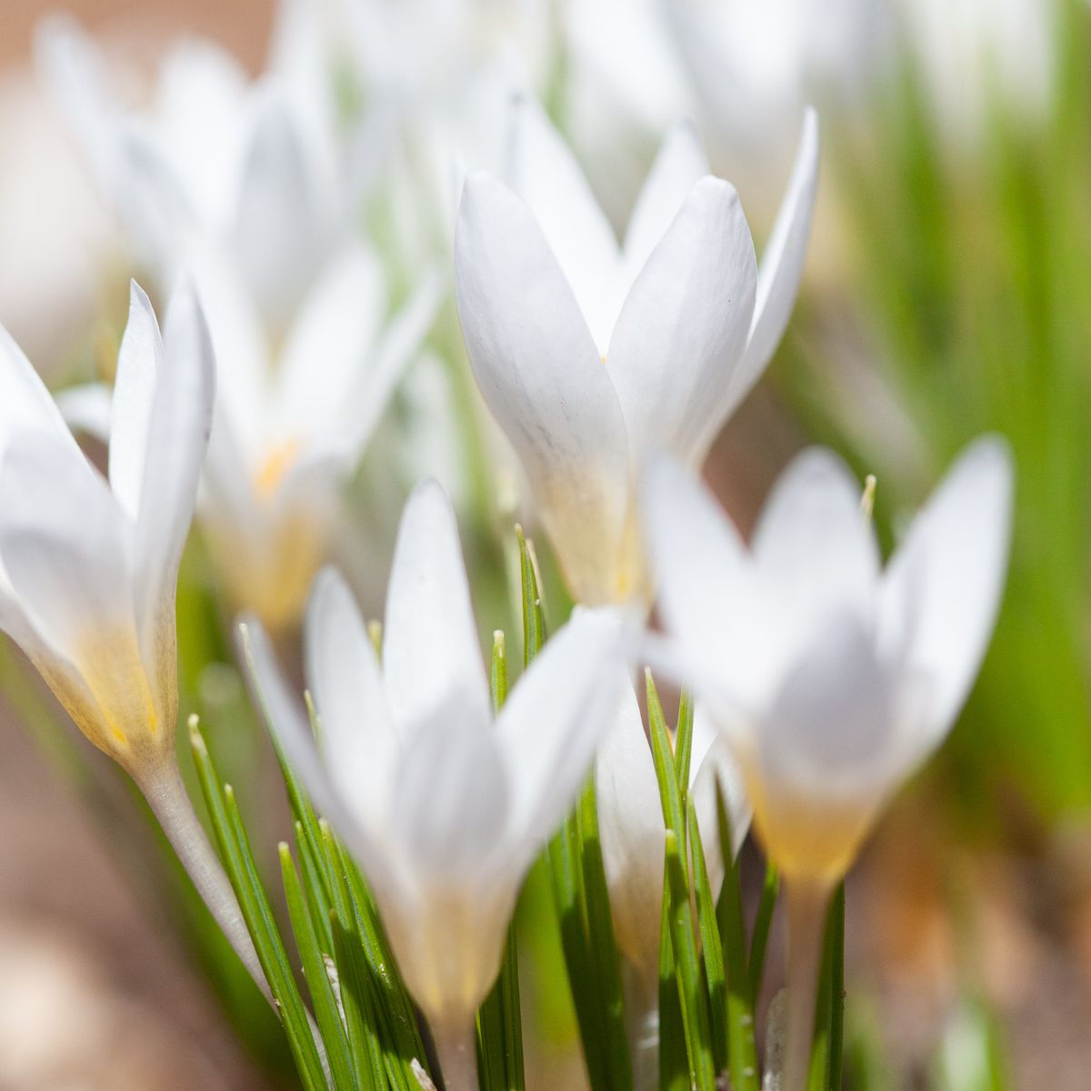 Begerkrokus 'Polar Bear' - Crocus chrysanthus - 10 stk