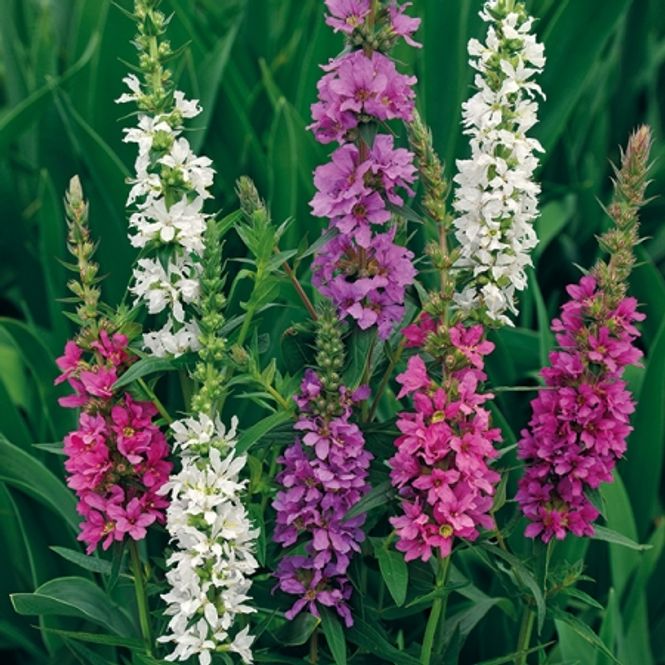 Hovedbilde Kattehale 'Happy Lights' - Lythrum salicaria