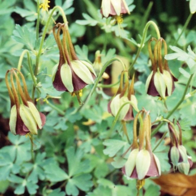 Hovedbilde Akeleie 'Chocolate Soldier' F1 - Aquilegia viridiflora