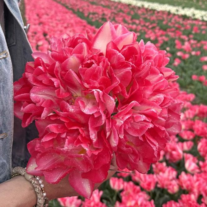Hovedbilde Tulipan 'Pink Delight’, tidlig dobbel - 10 stk
