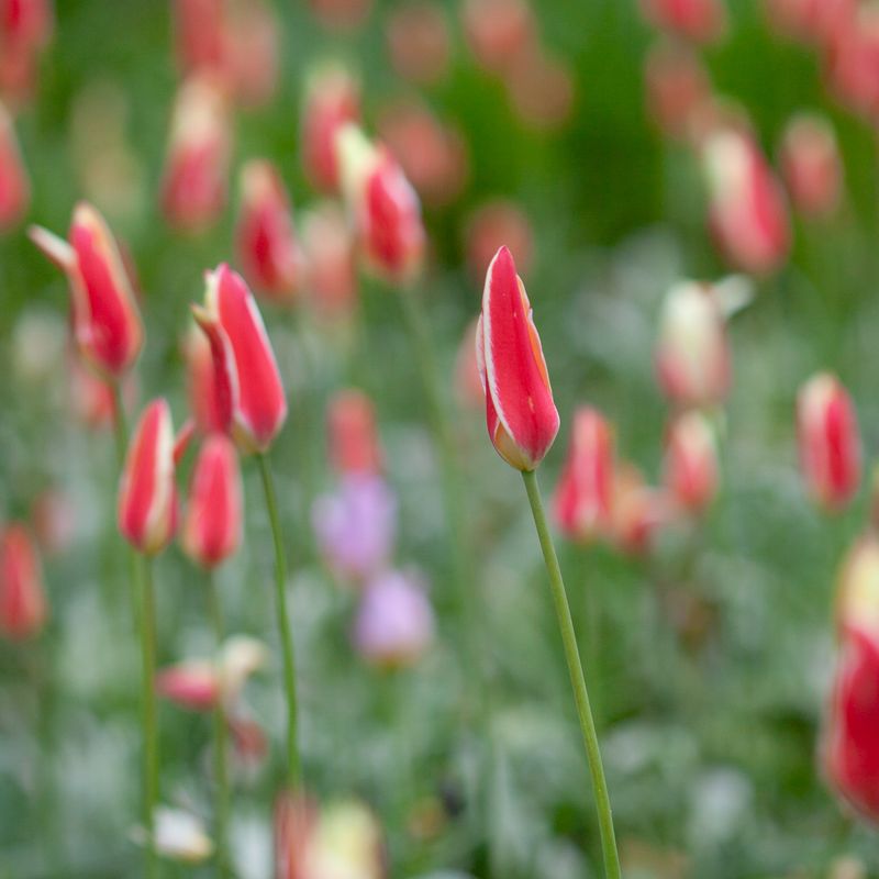 Clusiustulipan 'Cynthia',  Tulipa clusiana  - 10 stk