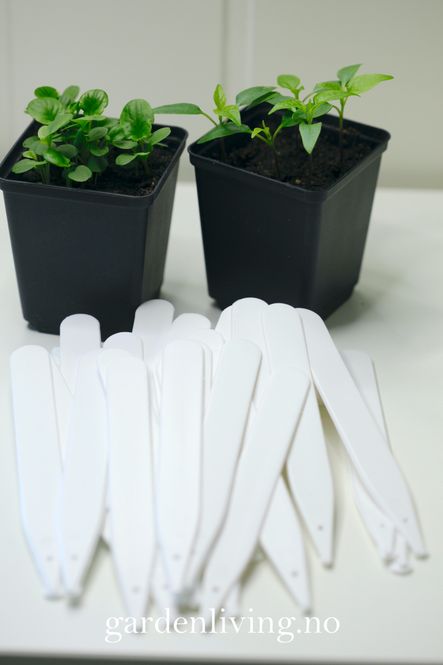 Hovedbilde Etiketter 15 cm, hvit - 50 stk