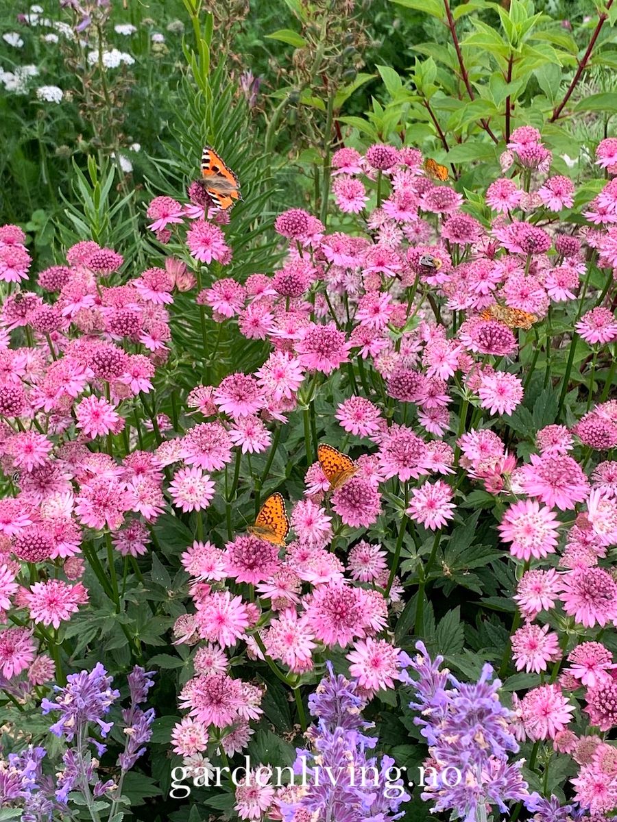 Storstjerneskjerm 'Roma' - Astrantia major