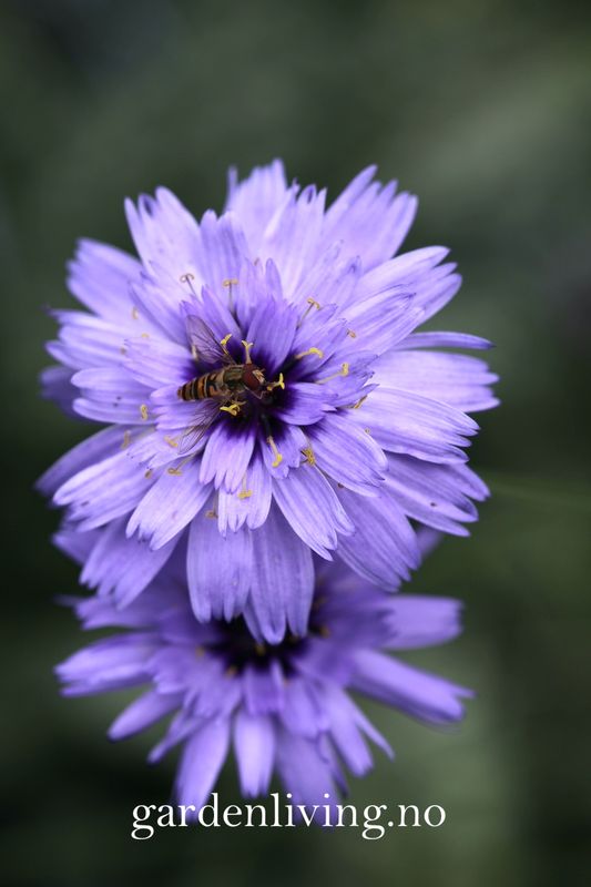 Rasleblomst 'Cupid's Dart' - Catanache 