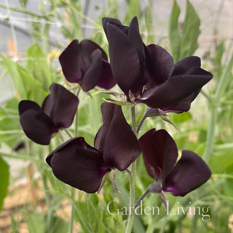 Blomsterert 'Almost Black' - Lathyrus odoratus 