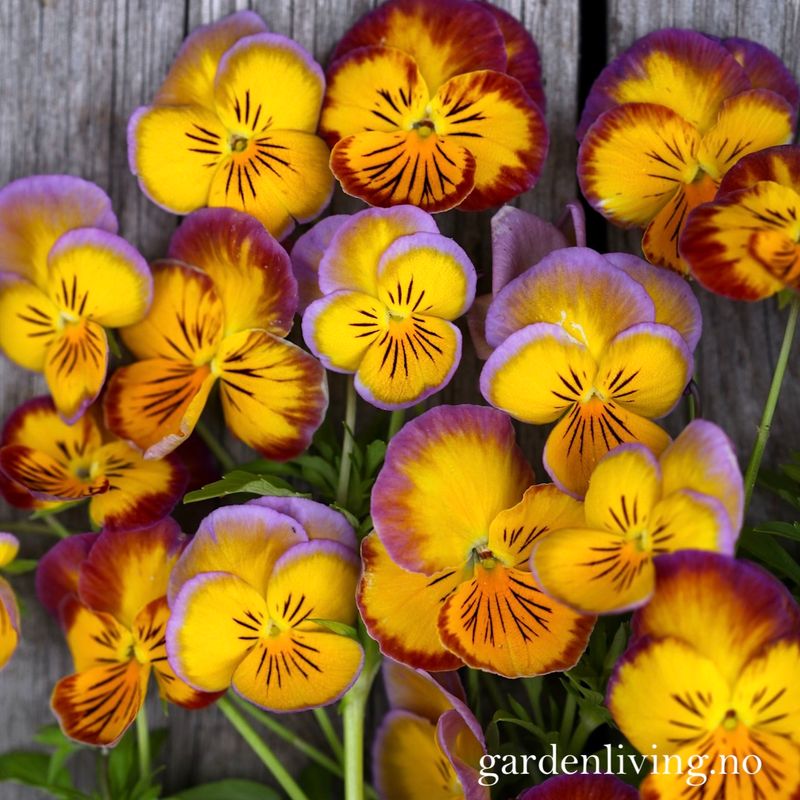 Stemorsblomst 'Ultima Radiance Mixed' - Viola x wittrockiana