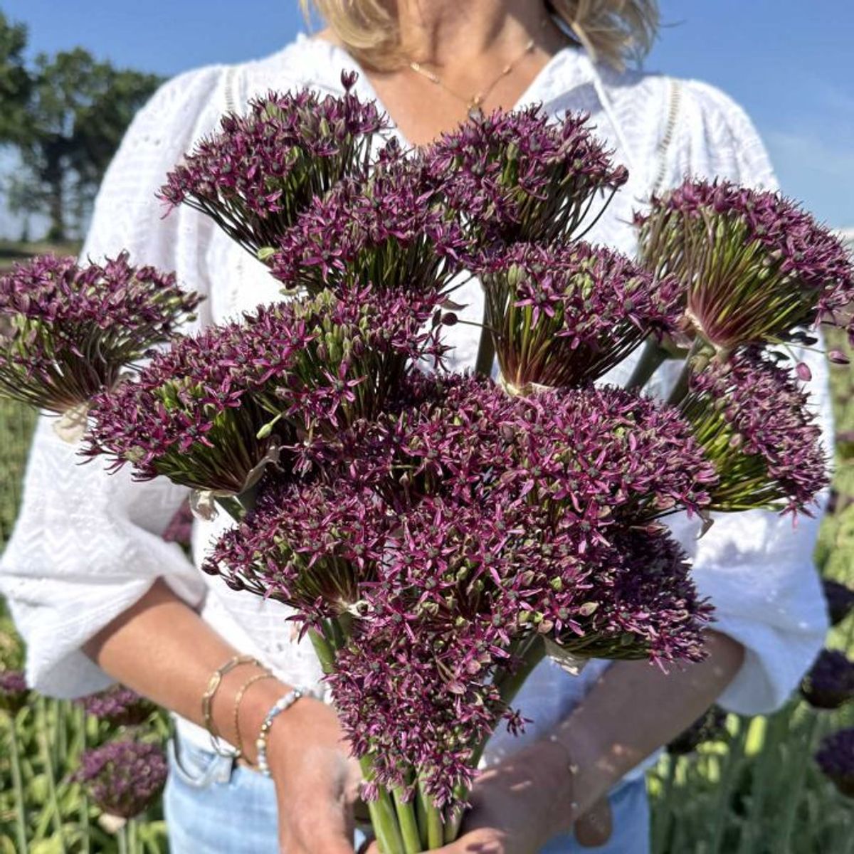 Prydløk 'Magic' - Allium - 10 stk