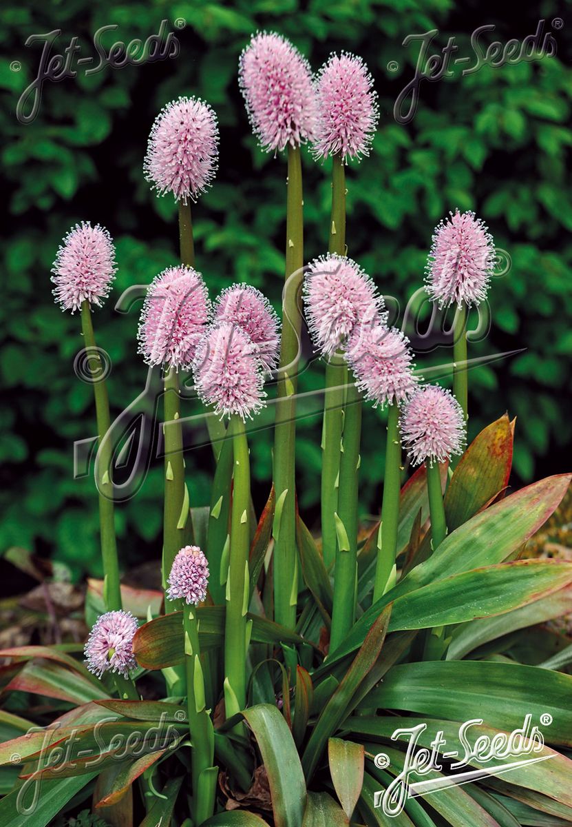 Helonias bullata