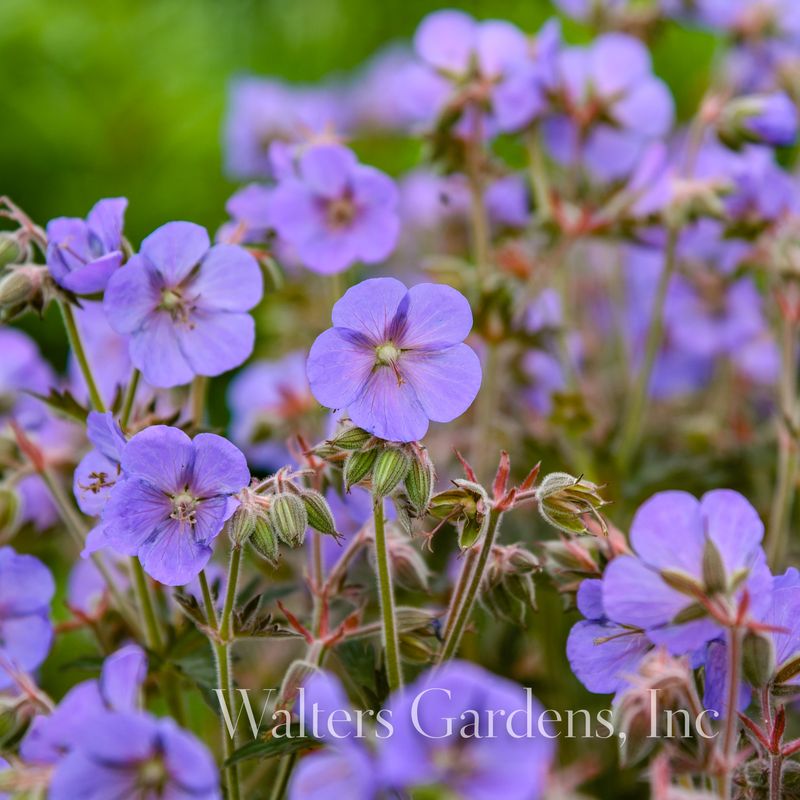 Engstorkenebb 'Boom Chocolatta' ® - Geranium pratense 