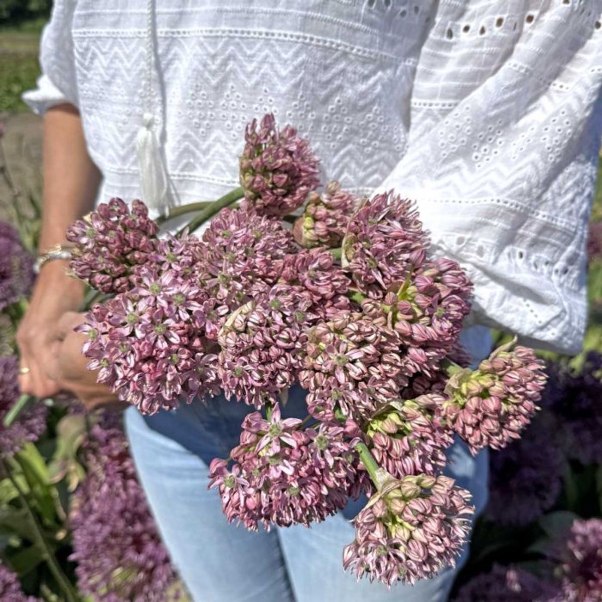 Prydløk 'Pink Jewel' - 3 stk