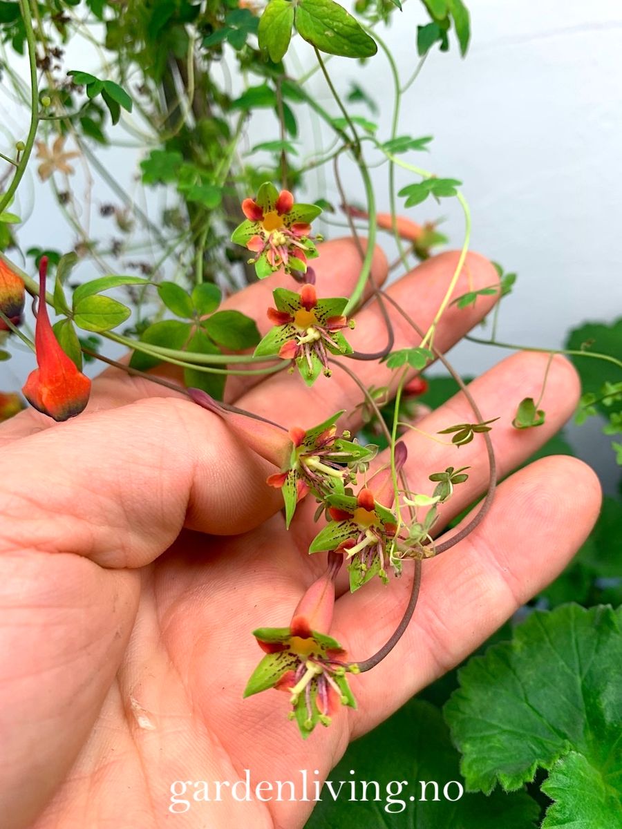 Tropaeolum pentaphyllum - 1 stk