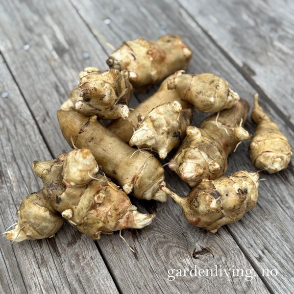 Hovedbilde Jordskokk 'Dagnøytral'  - Helianthus tuberosus, 3 stk