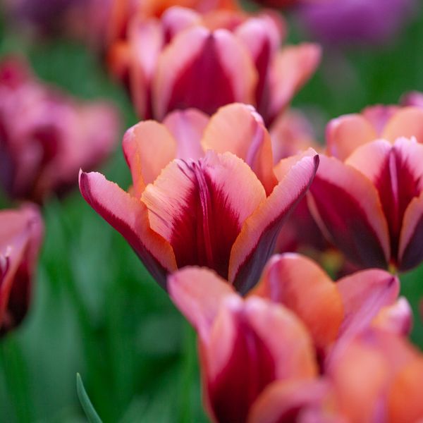 Hovedbilde Tulipan 'Slawa' - 10 stk