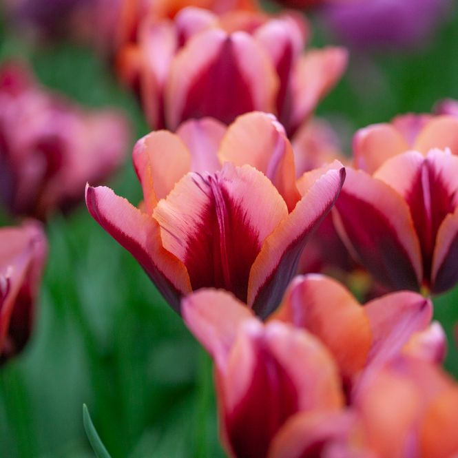 Hovedbilde Tulipan 'Slawa' - 10 stk