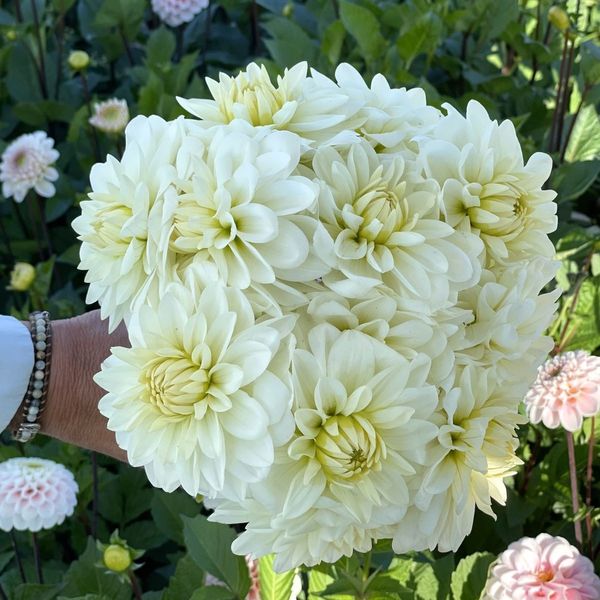 Hovedbilde Georgine 'Gallery Fair, lav - Dahlia x cultorum, 1 stk.