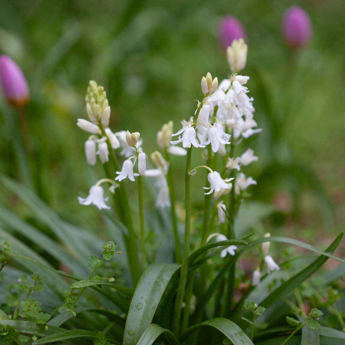 Spaniablåstjerne 'Alba' - Hyasinthoides hispanica - 10 stk