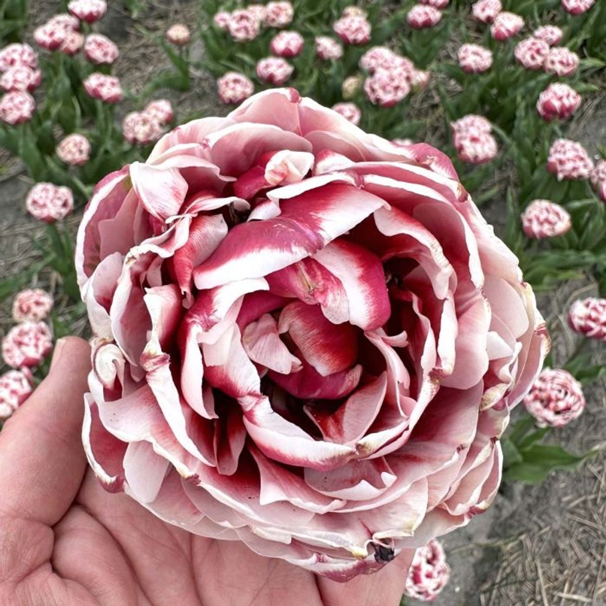 Tulipan 'Sarana', sen dobbel - 10 stk