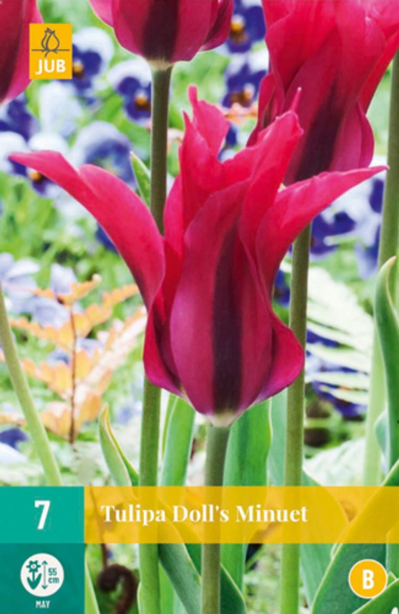 Tulipan 'Doll's Minuet’, viridifloragruppen - 7 stk