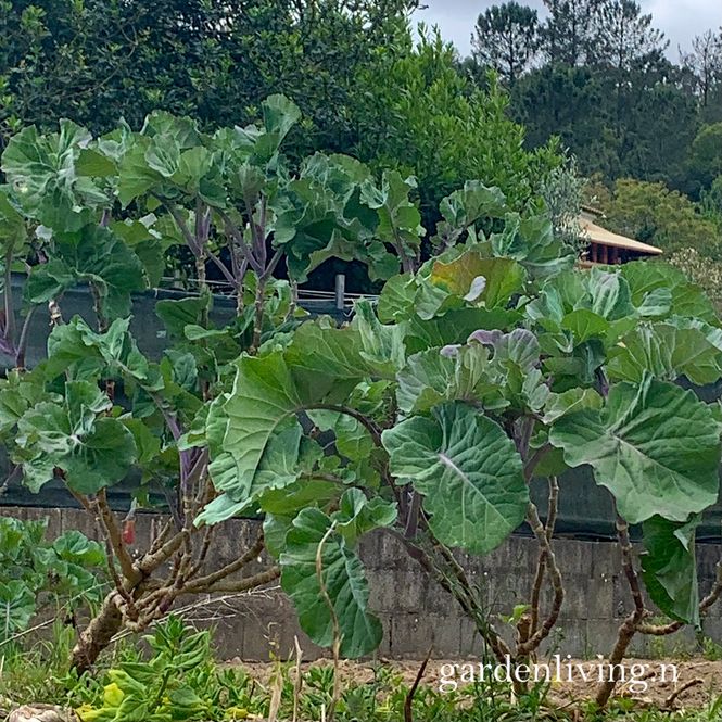 Hovedbilde Portugisisk grønnkål / Walking Stick Cabbage 'Couve galega' ...