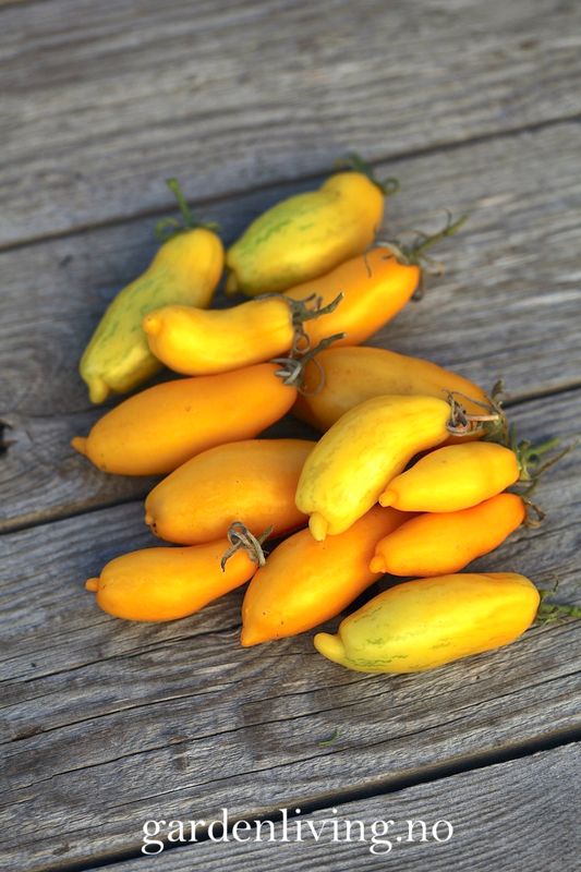 Drivhustomat 'Banana Legs' - Lycopersicon lycopersicum
