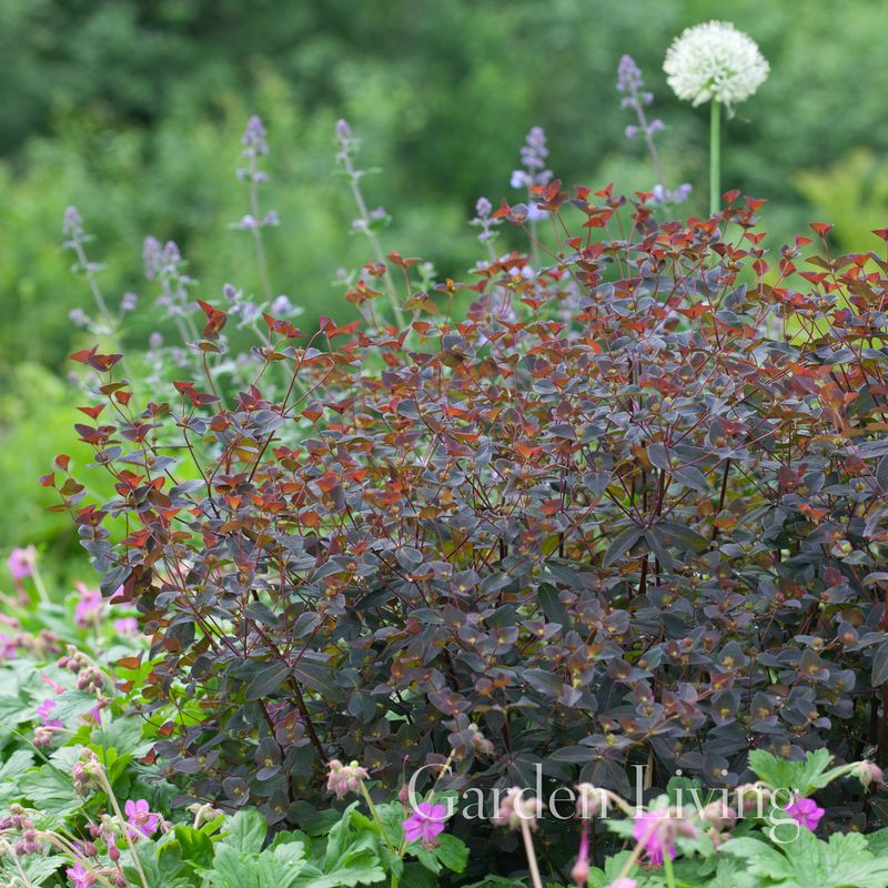 Vortemelk 'Chameleon' - Euphorbia dulcis 