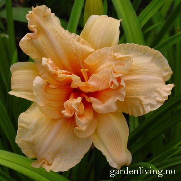 Hovedbilde Daglilje 'Double Dream' - Hemerocallis