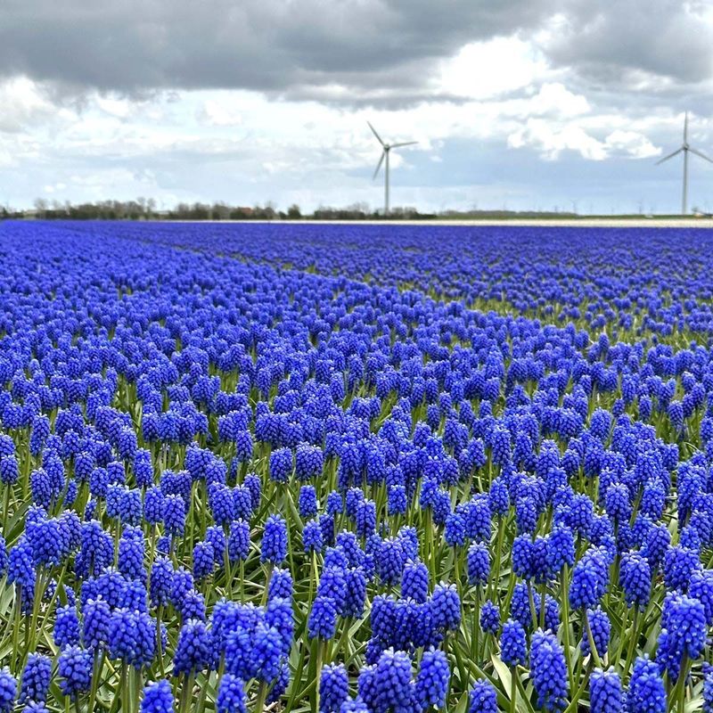 Perleblomst 'Blue Magic' - 10 stk