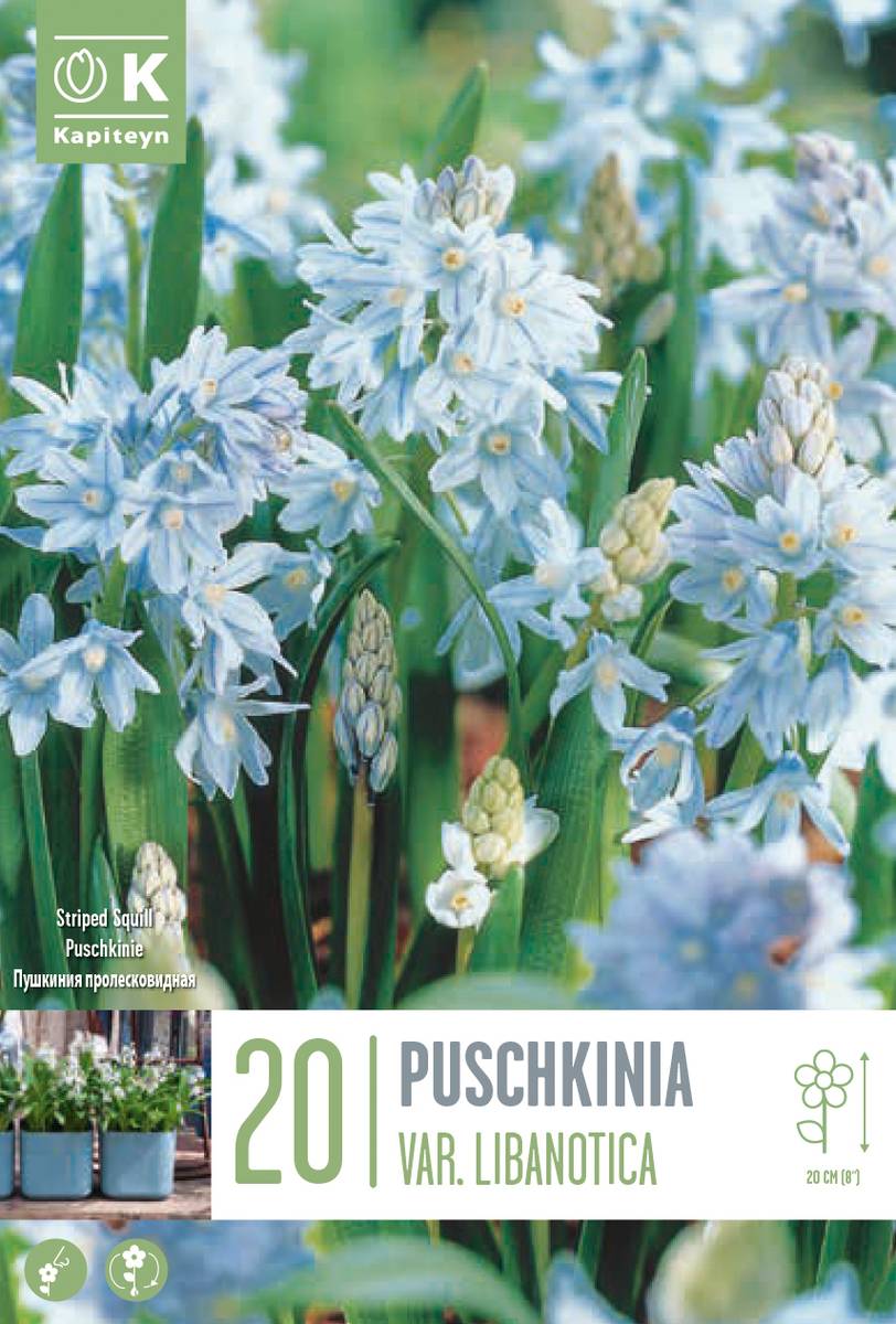 Vårpryd - Puschkinia scilloides var. libanotica - 25 stk