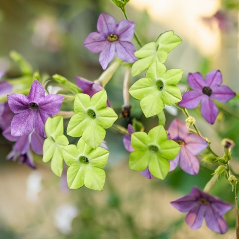 Prydtobakk 'Swirling Seas' - Nicotiana x sanderae