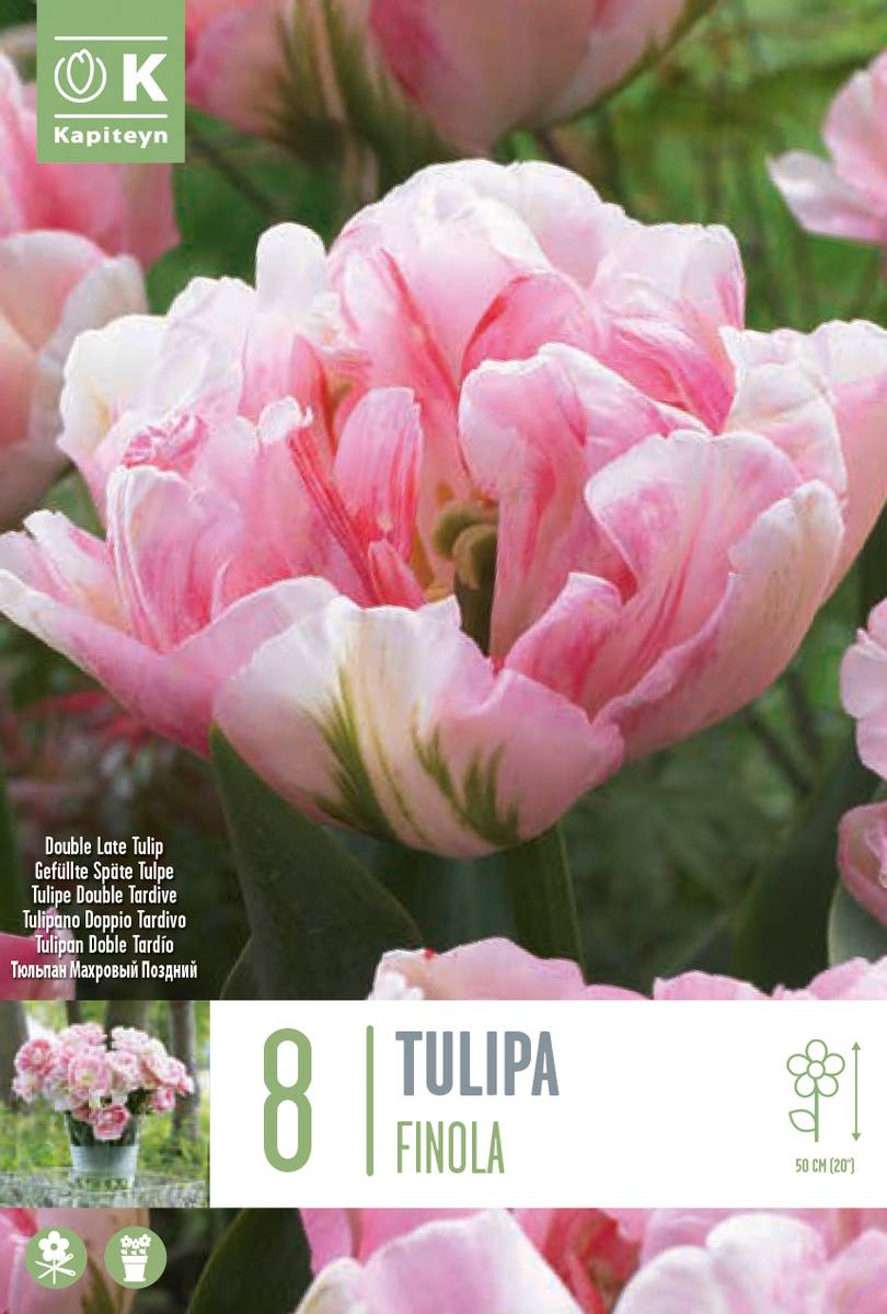 Tulipan 'Finola', sen dobbel - 8 stk