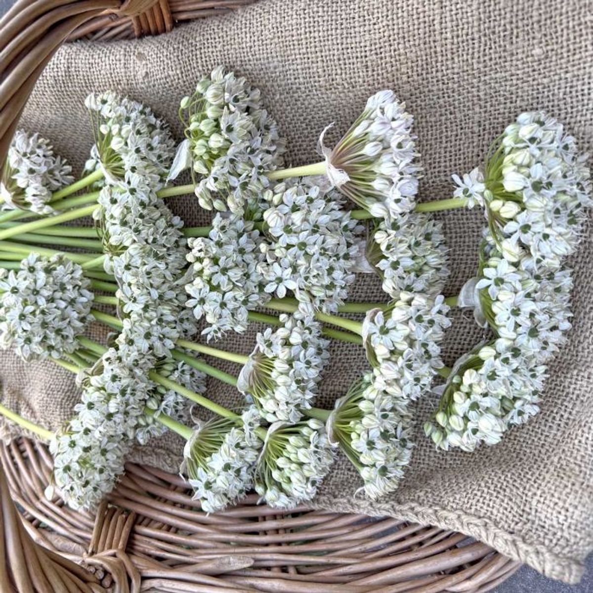 Svartløk - Allium nigrum - 10 stk