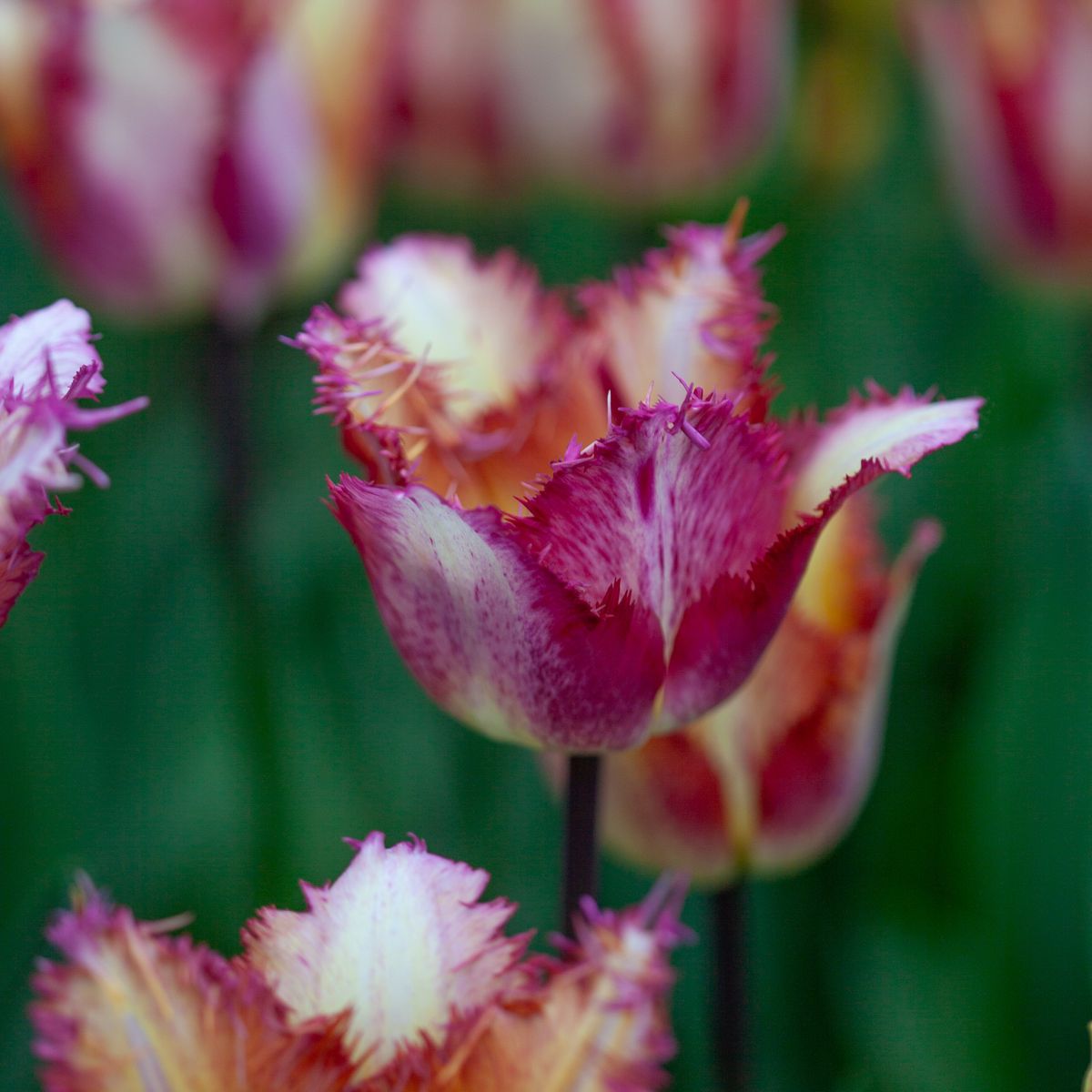 Tulipan 'Colour Fusion’,  Frynsetulipan  - 5 stk