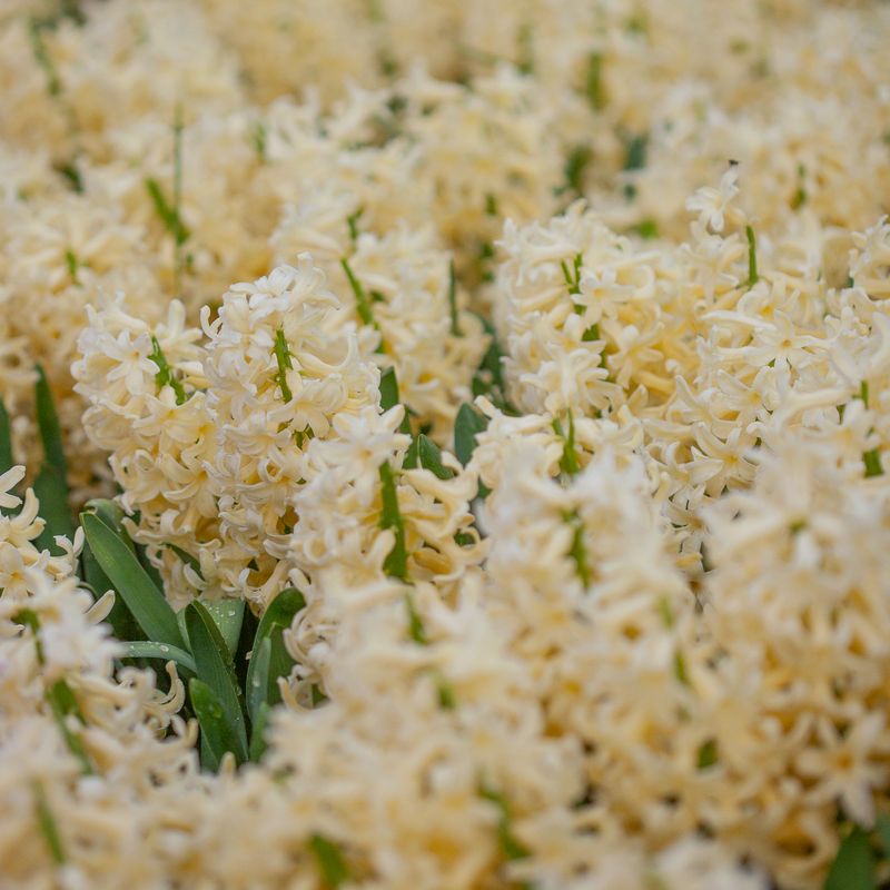 Svibel 'Yellowstone' - Hyacinthus - 5 stk