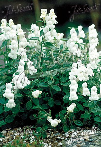 Hovedbilde Antirrhinum sempervirens