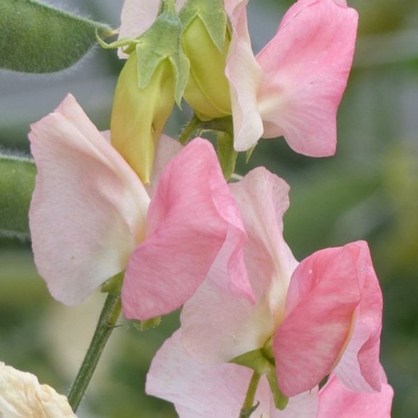 Hovedbilde Blomsterert 'Spring Sunshine Champagne’ - Lathyrus ...