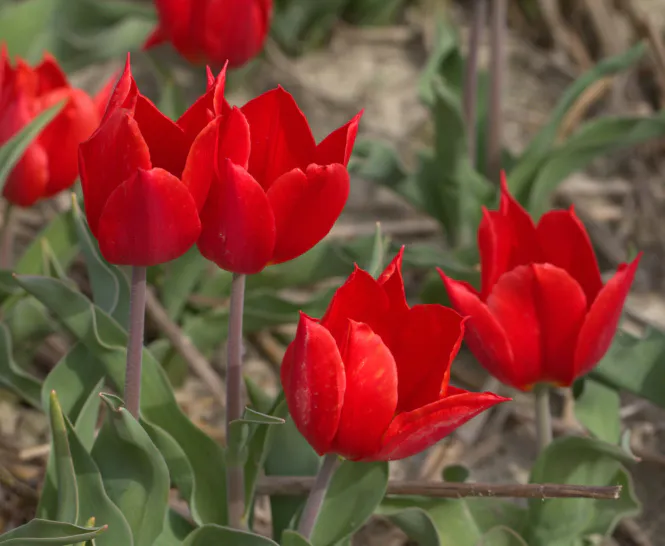 Hovedbilde Historisk tulipan 'Duc van Tol Scarlet' - 1 stk 