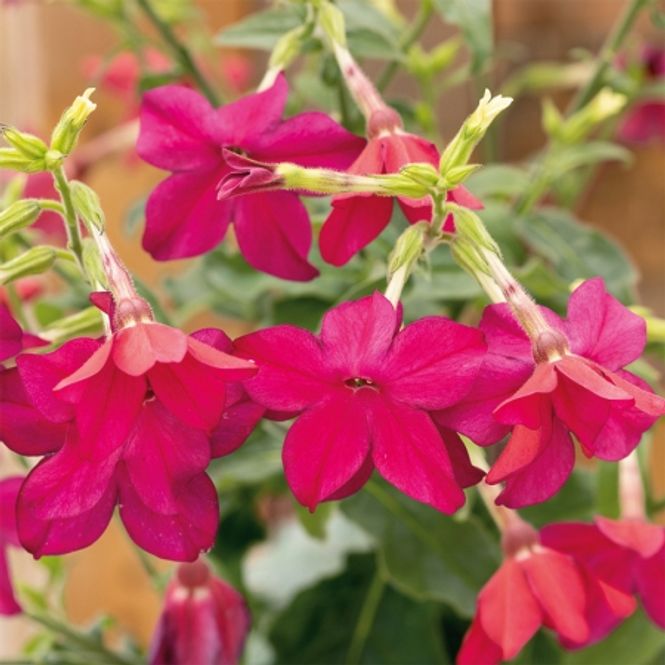 Hovedbilde Skogtobakk 'Sirius Deep Rose' - Nicotiana sylvestris