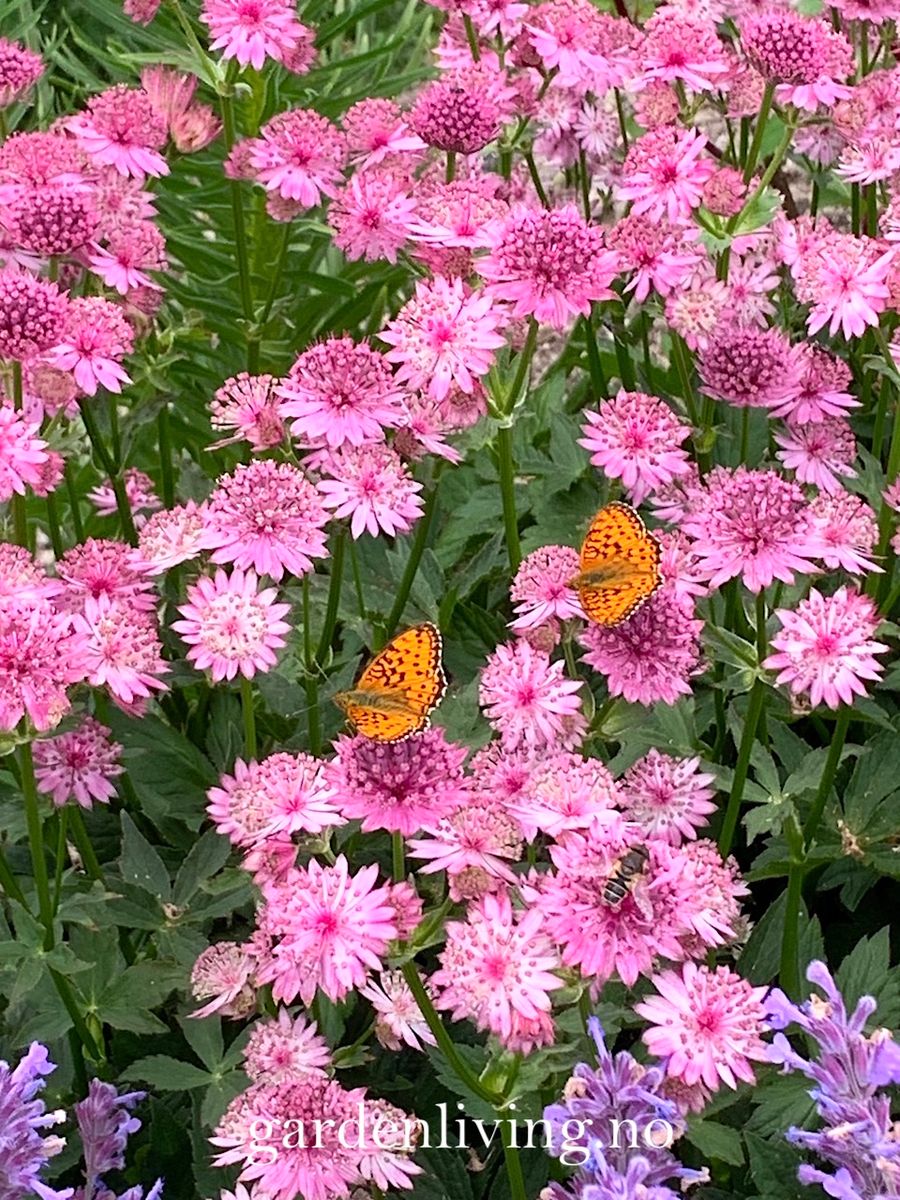 Storstjerneskjerm 'Roma' - Astrantia major