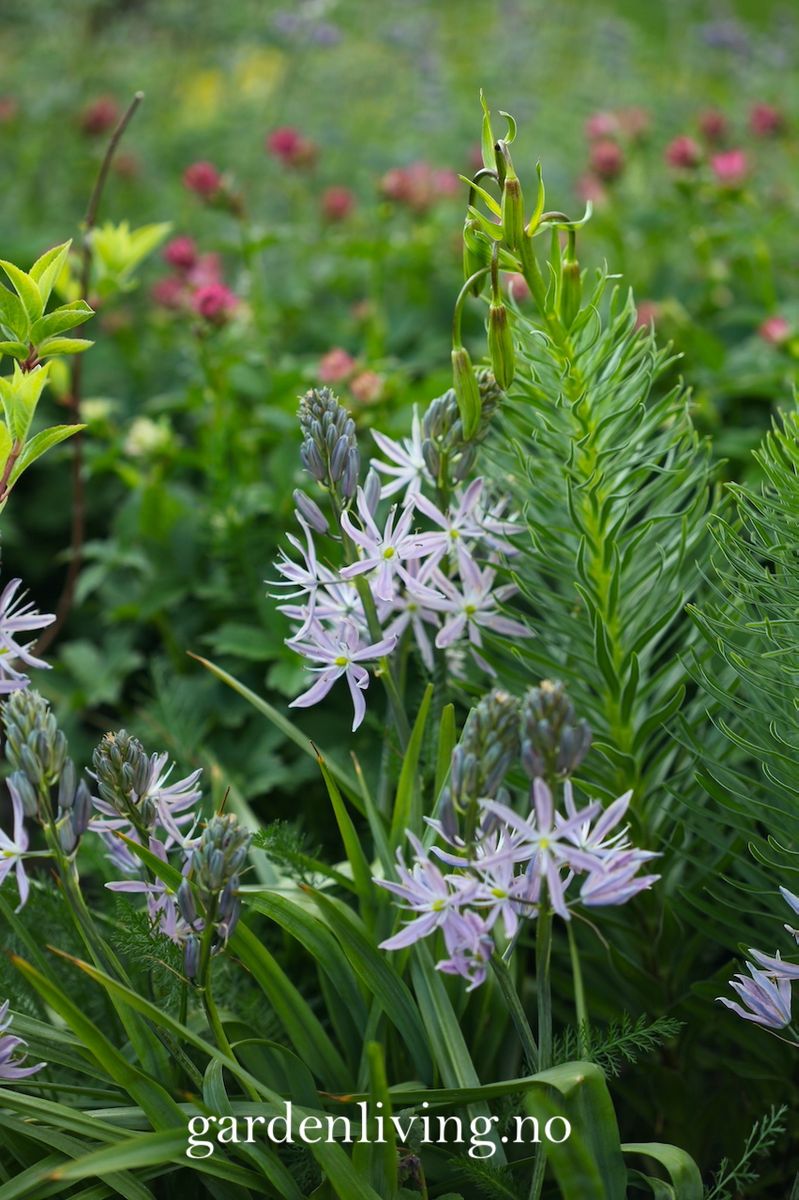 Bjørnestjerne 'Aurora' - Camassia leic. - 1 stk 