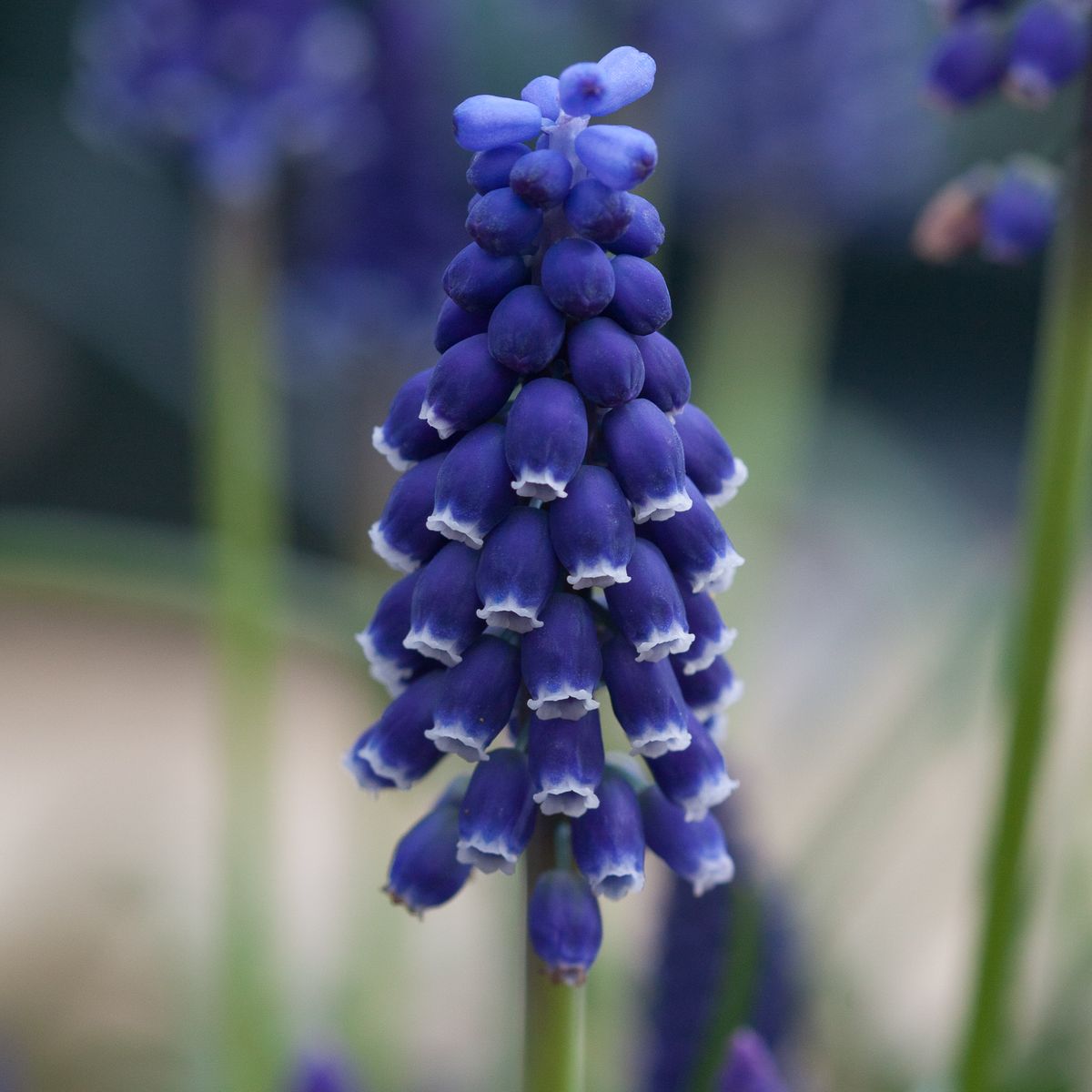 Perleblomst - Muscari neglectum - 15 stk