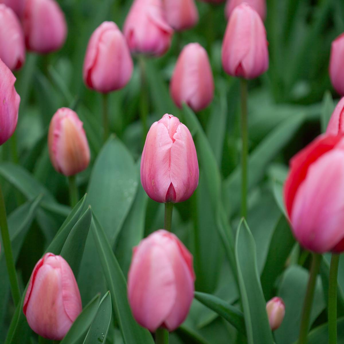 Tulipan 'Pink Impression', darwinhybrid - 10 stk