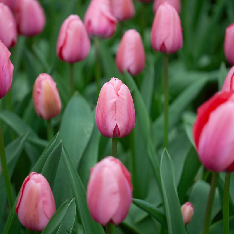 Tulipan 'Pink Impression', darwinhybrid - 10 stk