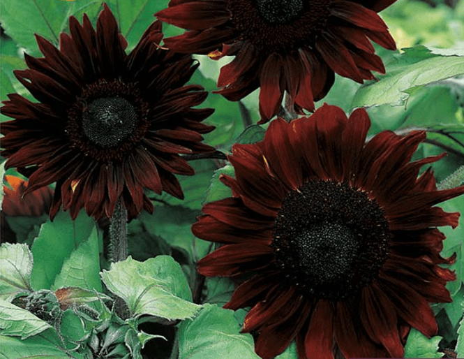 Hovedbilde Solsikke 'Black Magic' - Helianthus annuus 